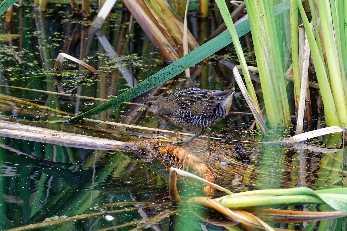 Polluela Sora - ML366531161