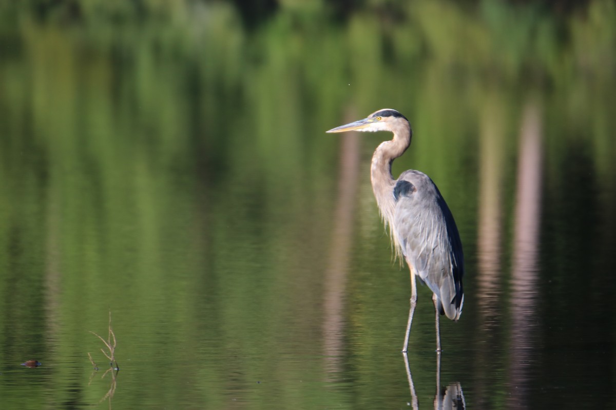 Great Blue Heron - ML366534441
