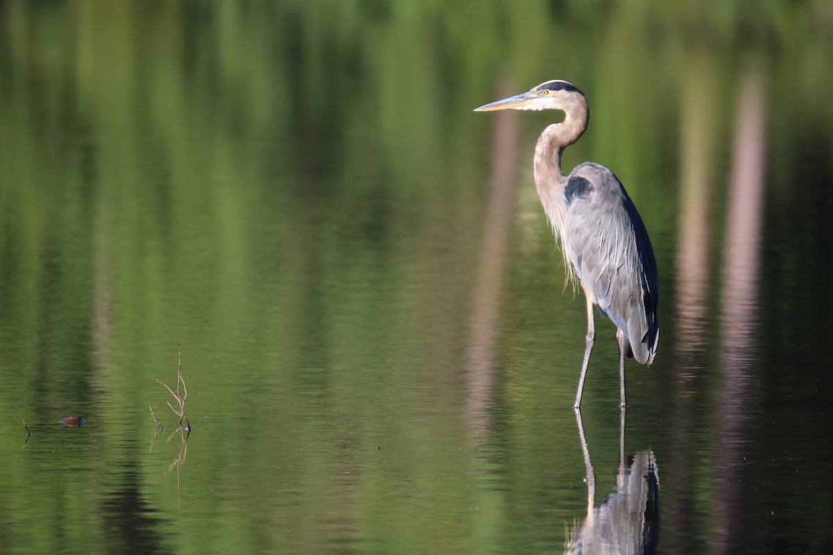Great Blue Heron - ML366534481