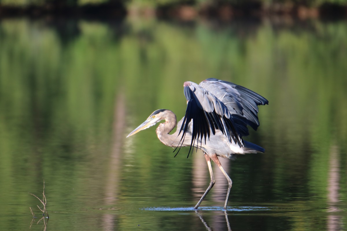 Great Blue Heron - ML366534491
