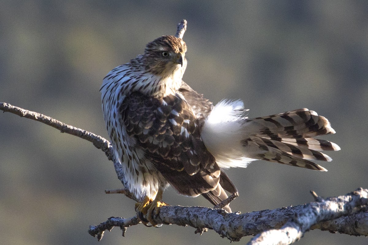 Cooper's Hawk - Richard Bunn