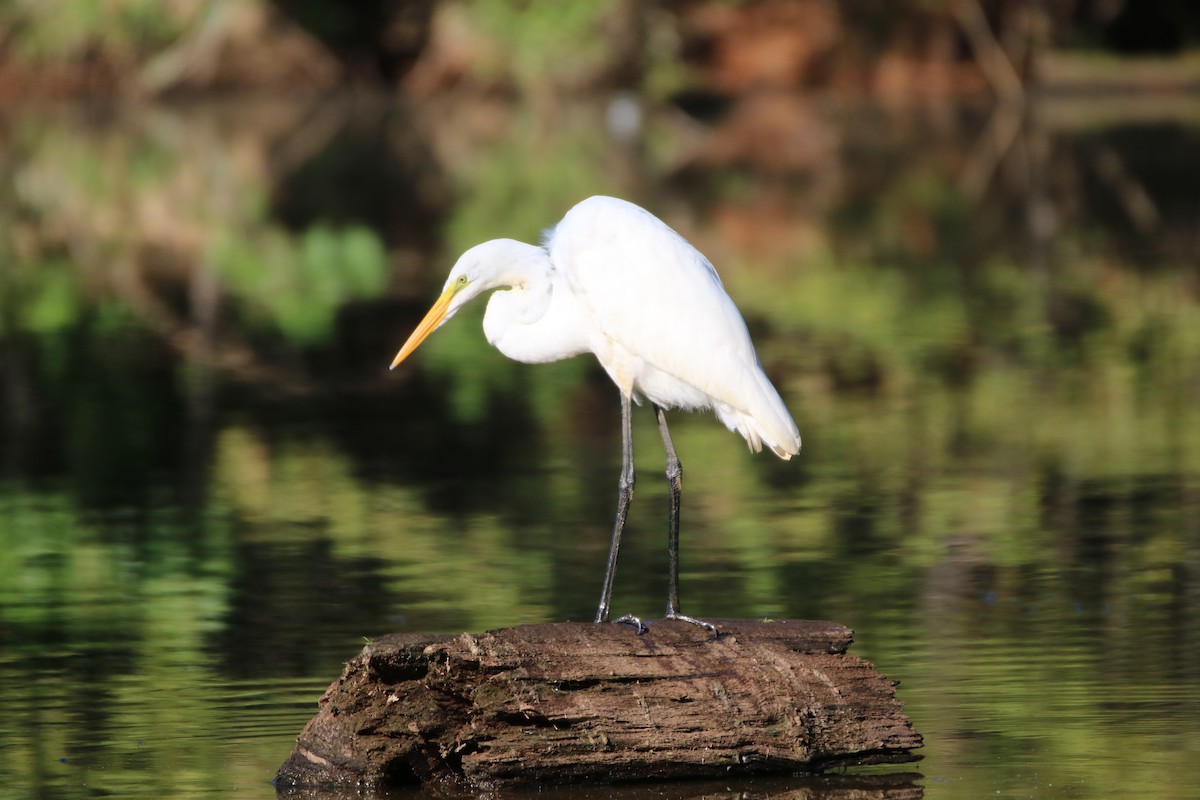 Great Egret - ML366534861