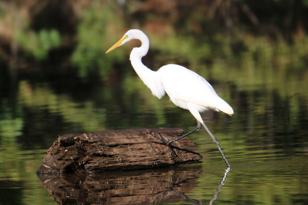 Great Egret - ML366534901