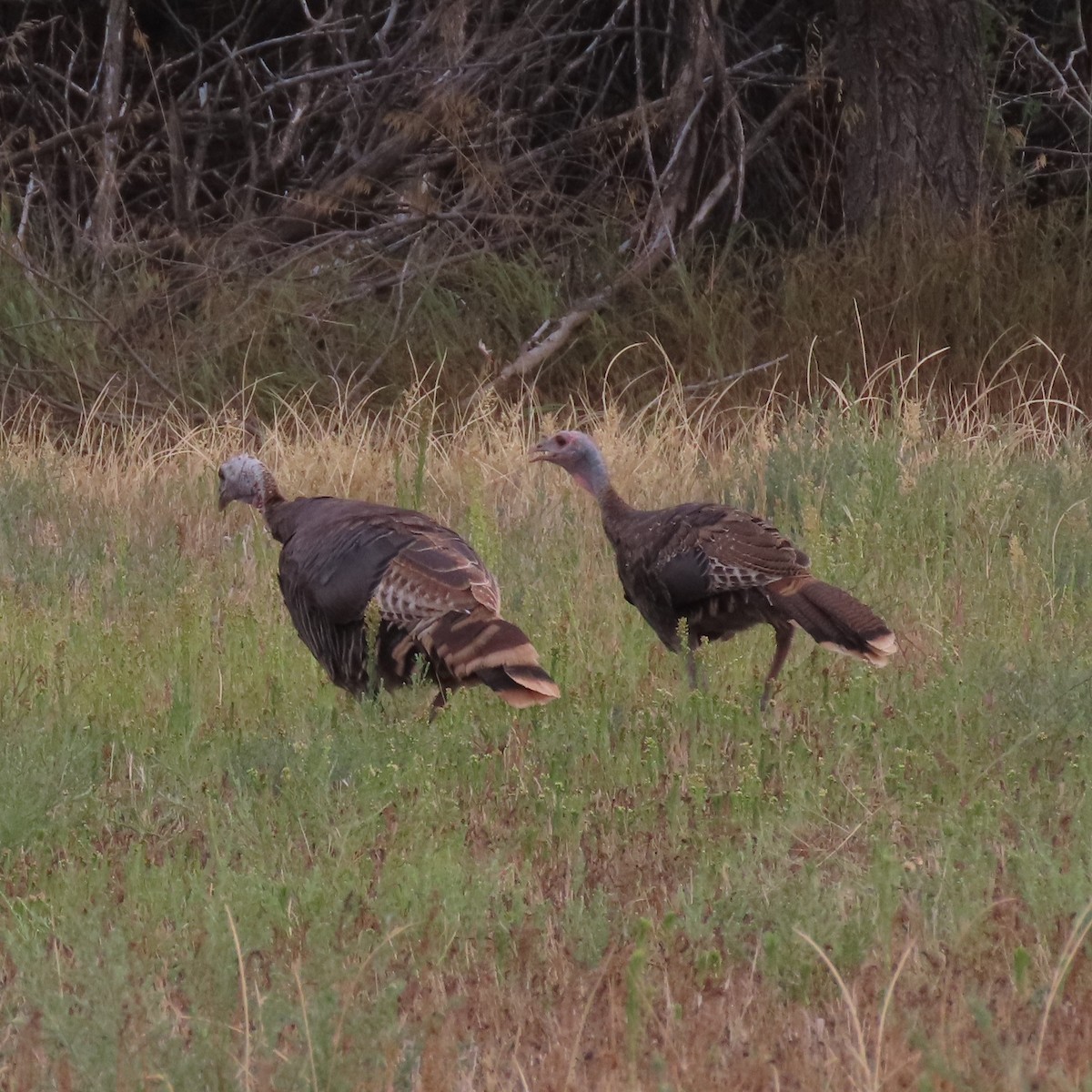 Wild Turkey - ML366535461