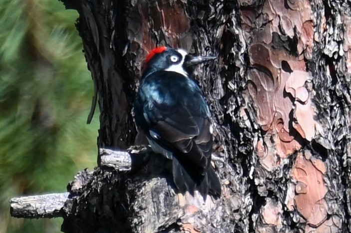 Acorn Woodpecker - ML366538531