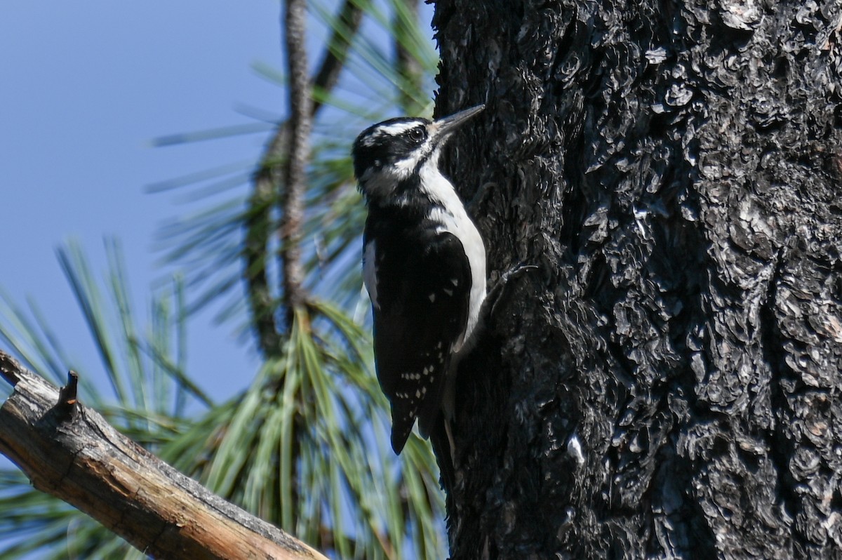 Hairy Woodpecker - ML366538621