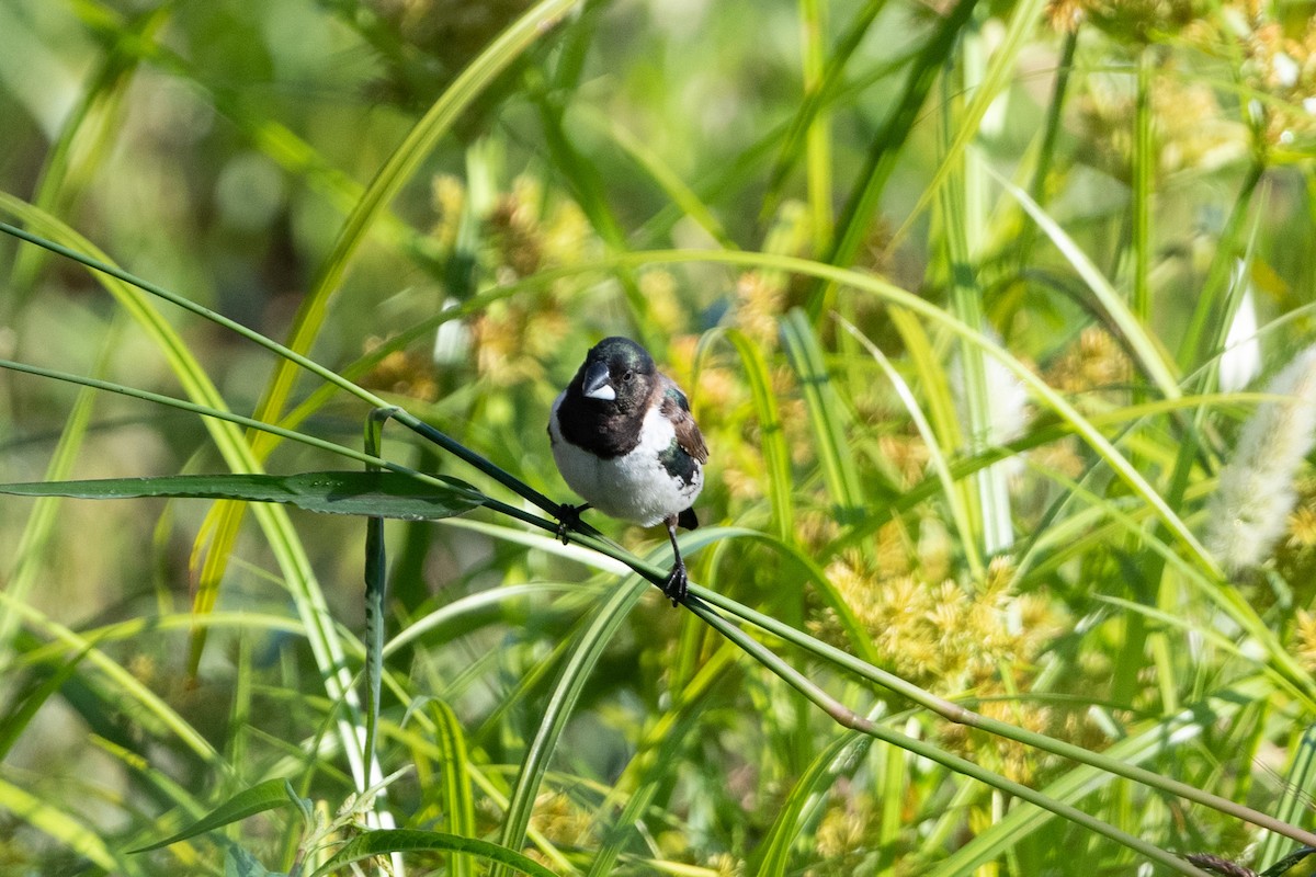 Kleinelsterchen - ML366540231