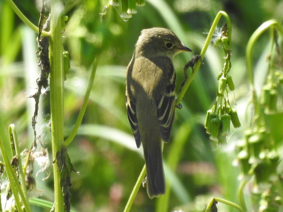 Least Flycatcher - Darlene  Peterson