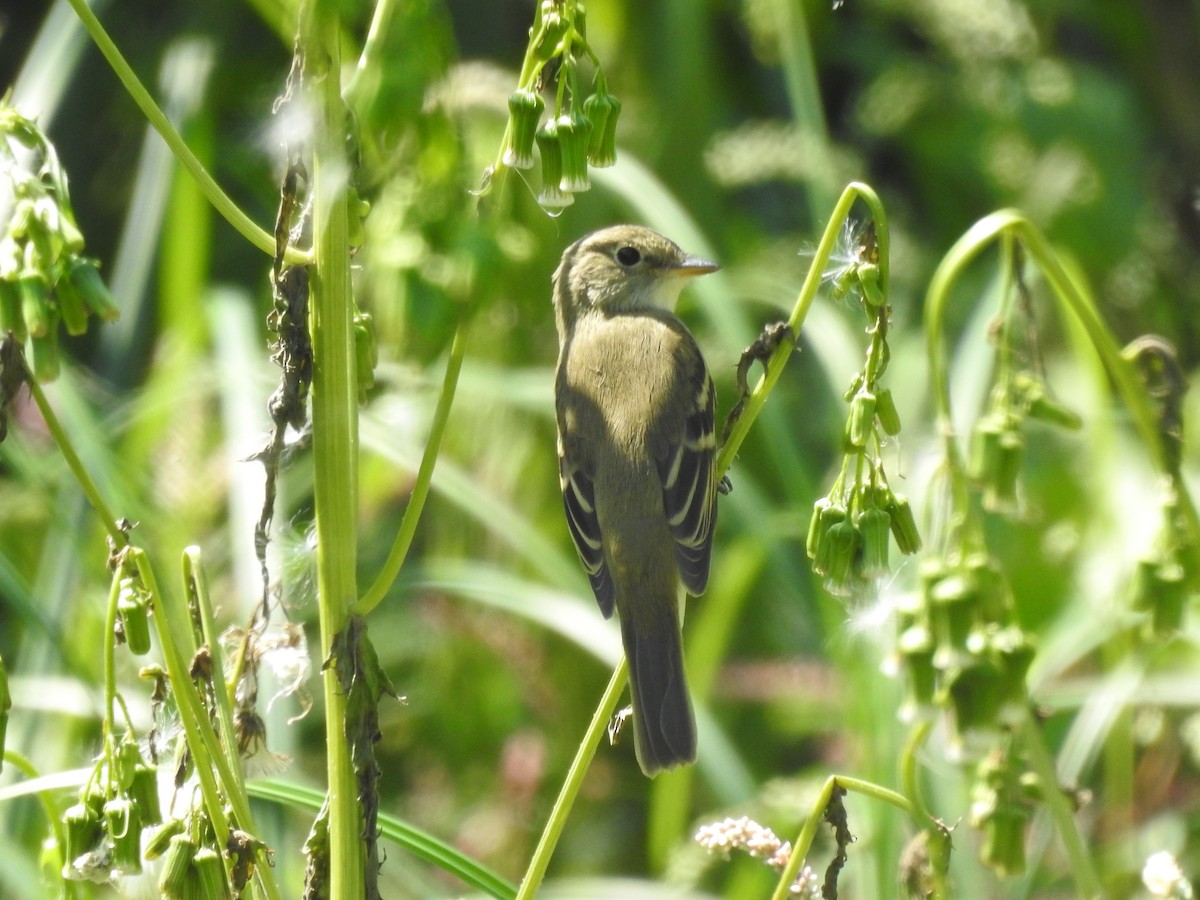 Least Flycatcher - Darlene  Peterson