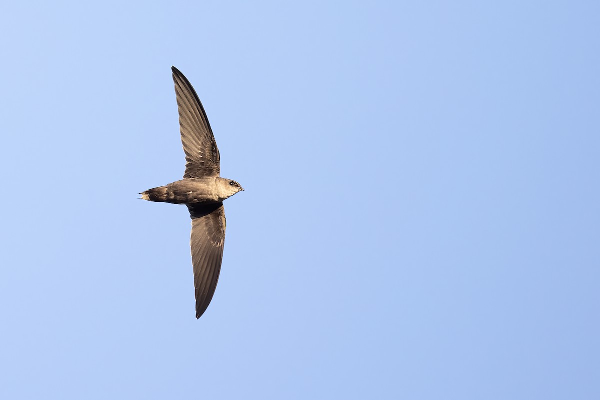 Chimney Swift - Ryan Sanderson