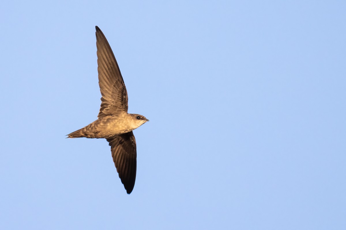 Chimney Swift - ML366542521