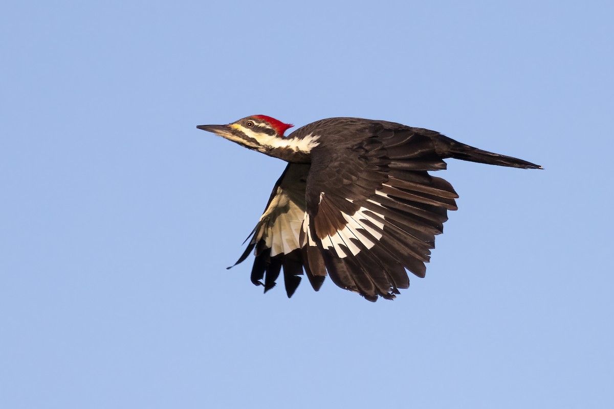 Pileated Woodpecker - Ryan Sanderson