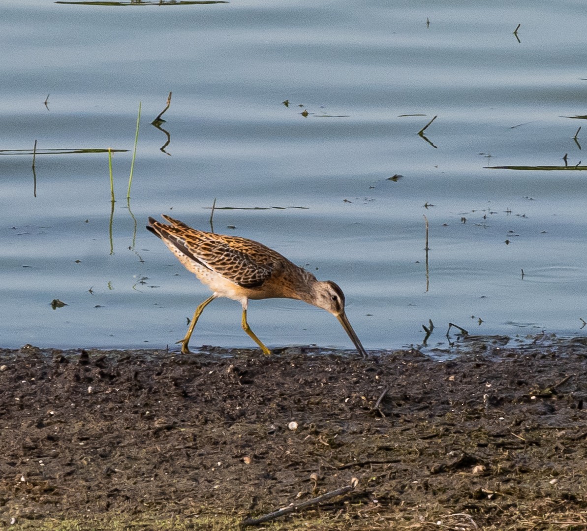 Short-billed Dowitcher - ML366542811