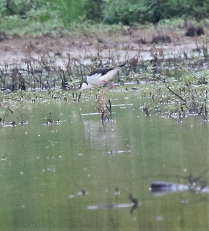 Black-necked Stilt - Karin Pelton