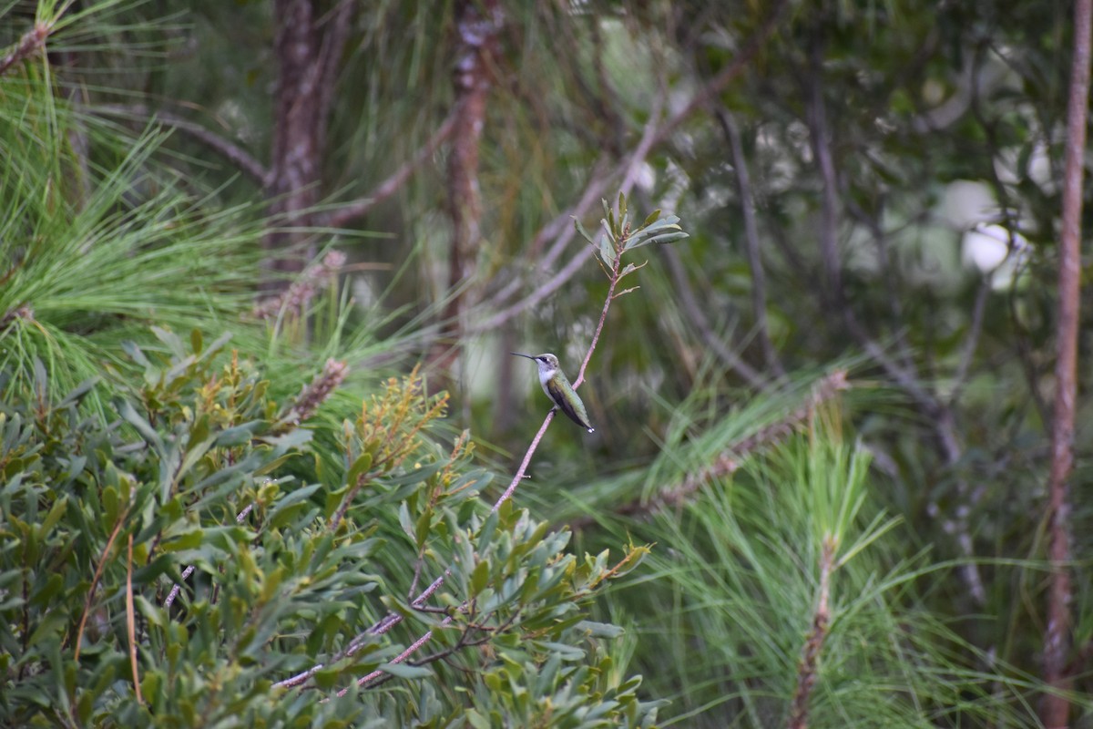 Ruby-throated Hummingbird - Caleb Powell