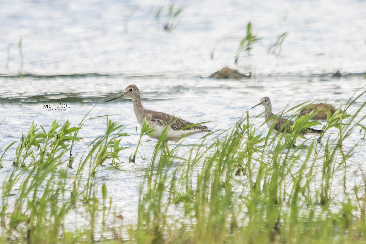 Greater Yellowlegs - ML36654391