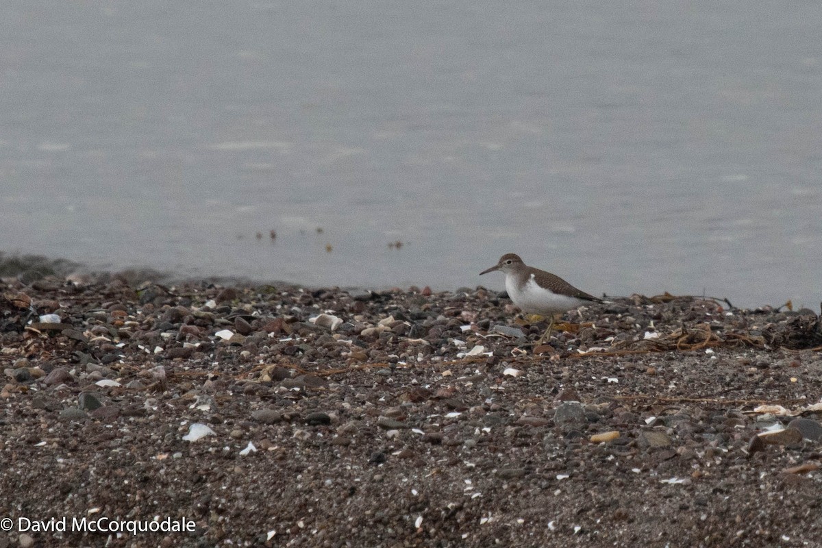 Spotted Sandpiper - ML366544221