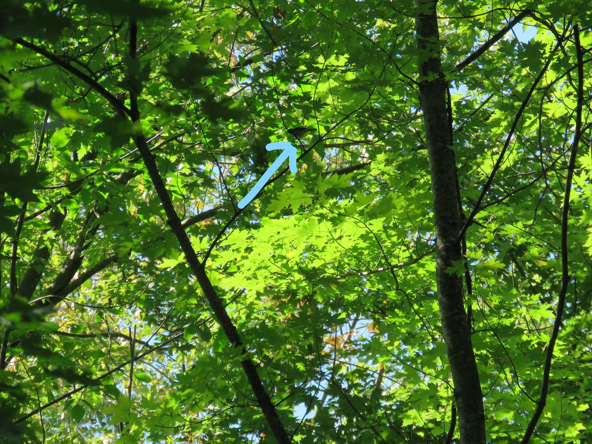 lesňáček modrohřbetý - ML366545161