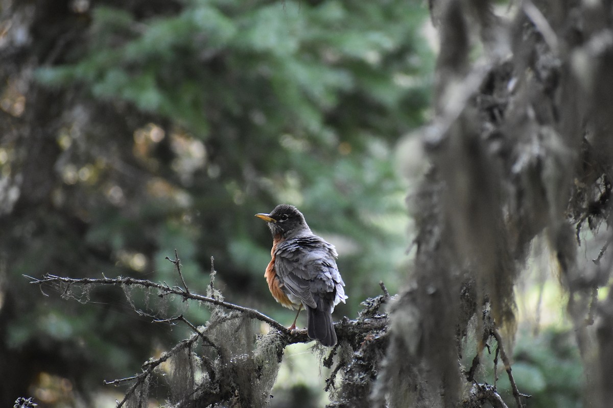 American Robin - ML366545271