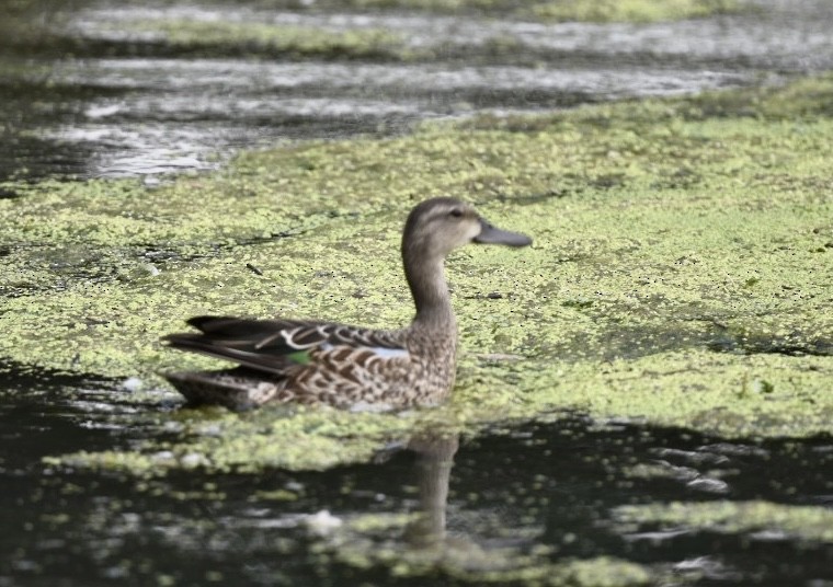 Blue-winged Teal - ML366546111