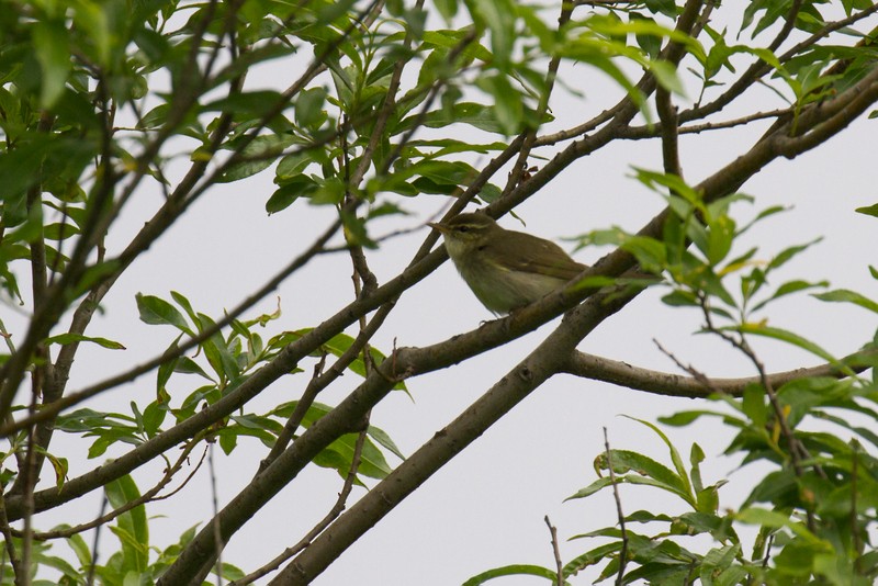 Kamchatka Leaf Warbler - ML36654651