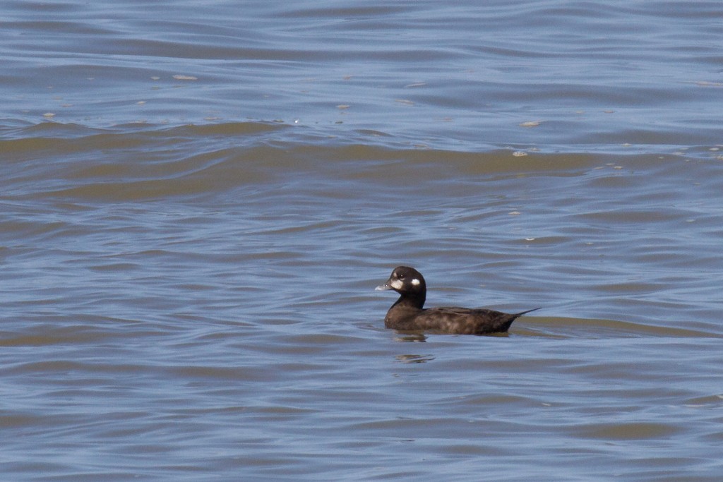 Harlequin Duck - ML36654941