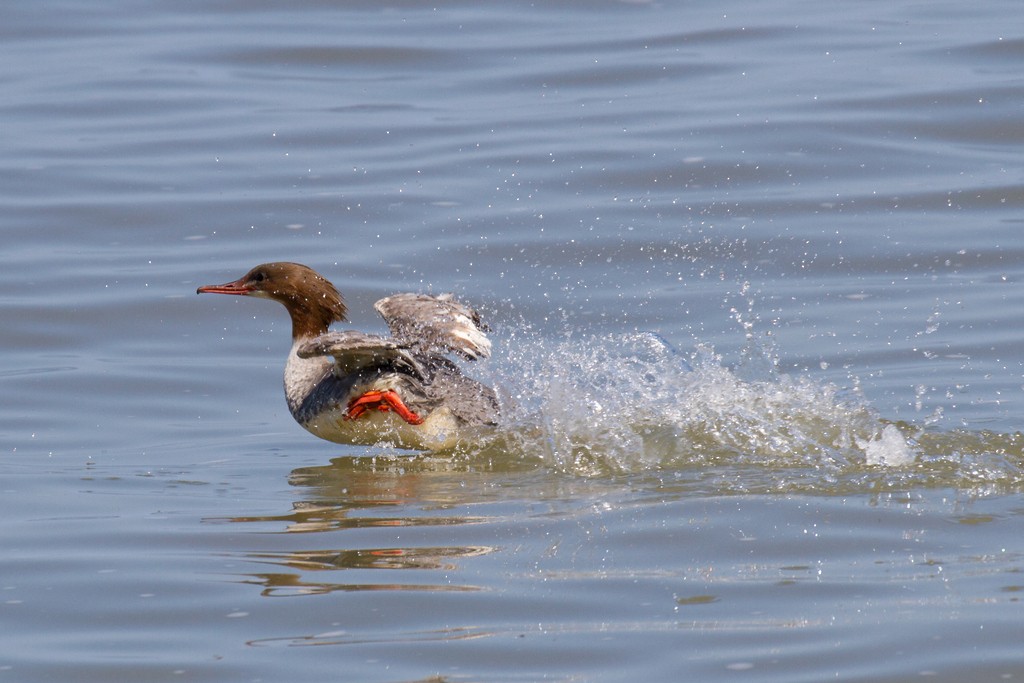 Common Merganser - ML36654951