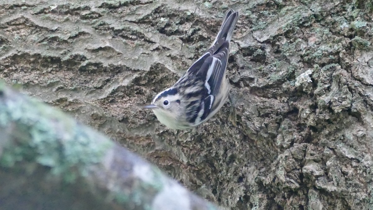 Black-and-white Warbler - Avery Fish