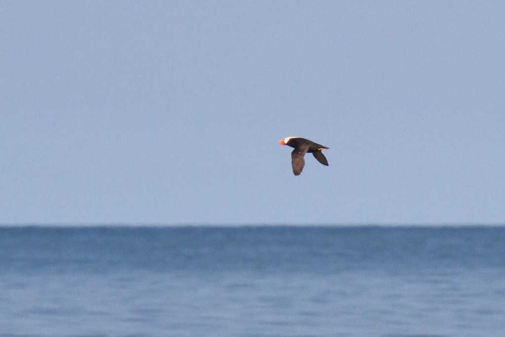 Tufted Puffin - ML36654971