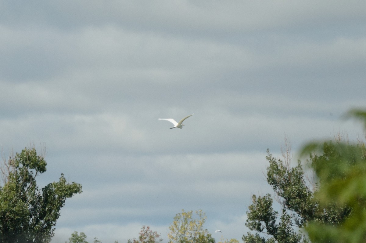 Great Egret - ML366550091