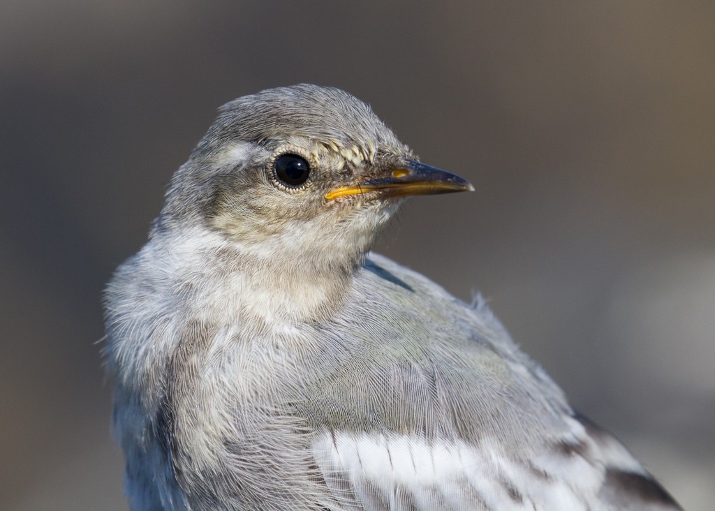 White Wagtail (Black-backed) - ML36655011