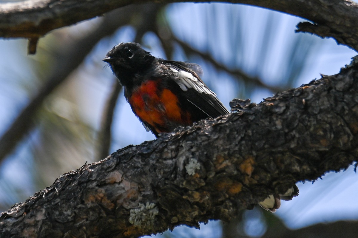 Painted Redstart - ML366550421