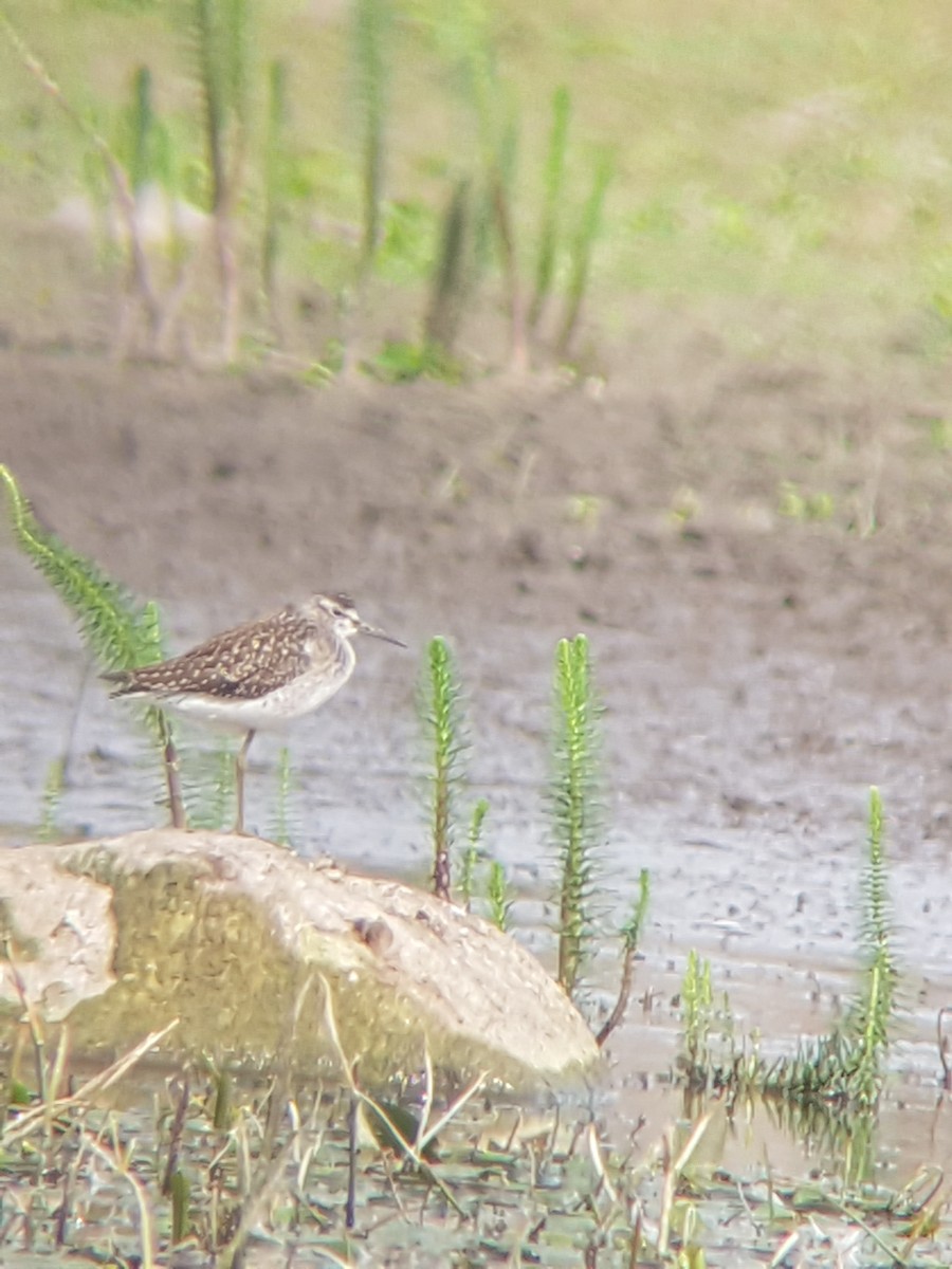 Wood Sandpiper - ML366552211