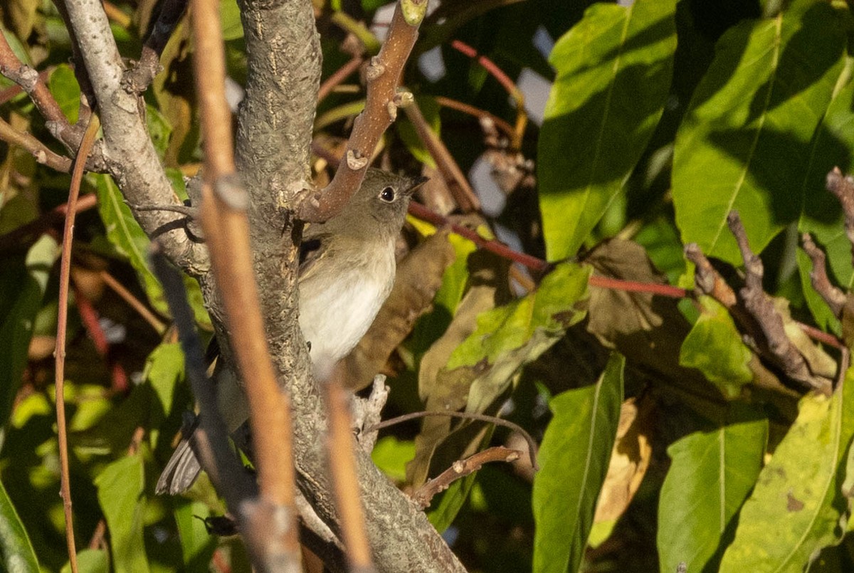 Alder/Willow Flycatcher (Traill's Flycatcher) - ML366553381