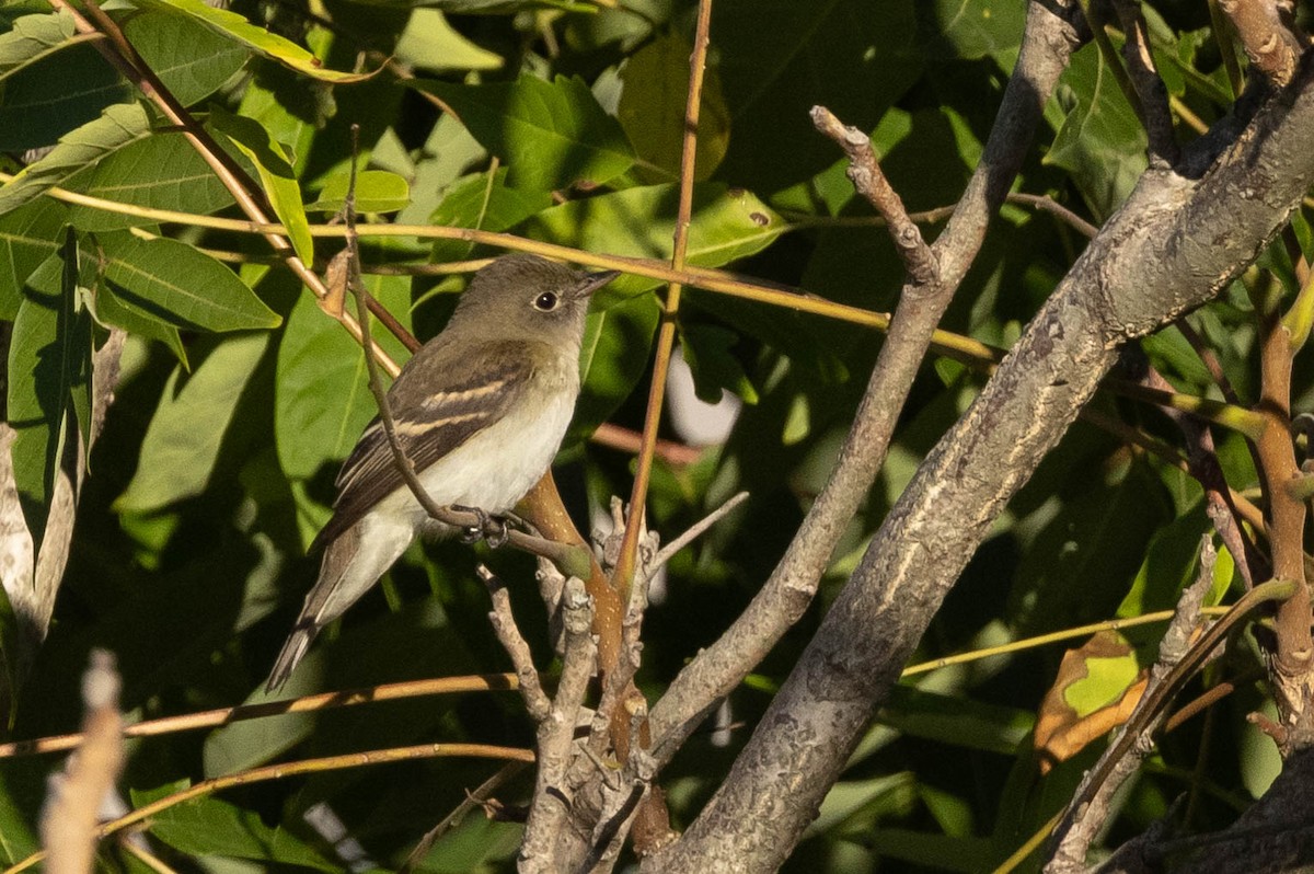 Alder/Willow Flycatcher (Traill's Flycatcher) - ML366553391