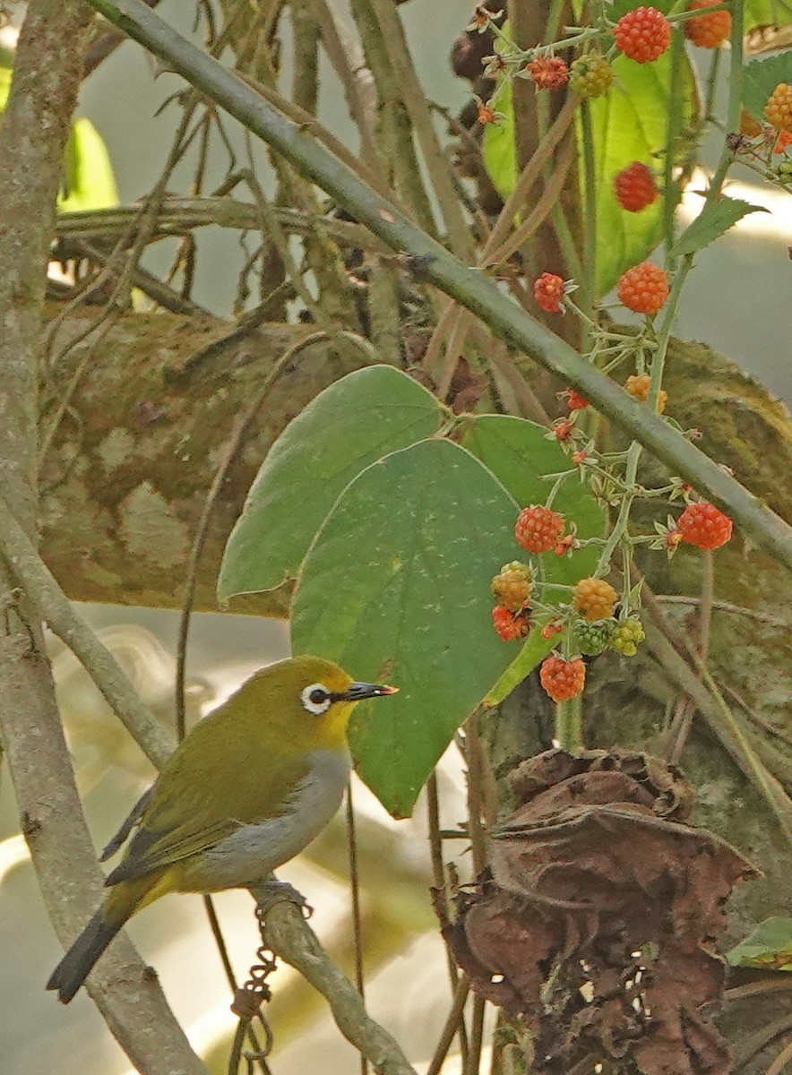 South Pare White-eye - ML366555751