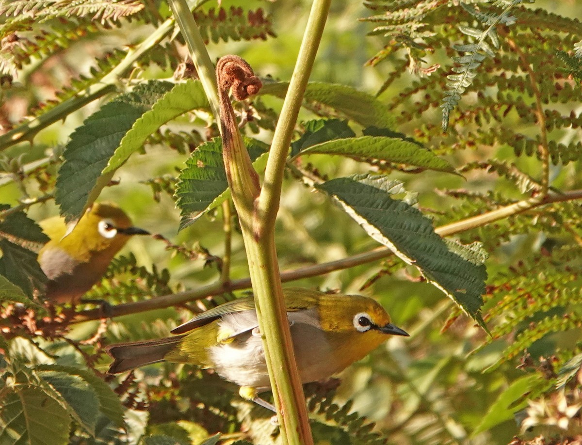 Zostérops des Pare - ML366556001