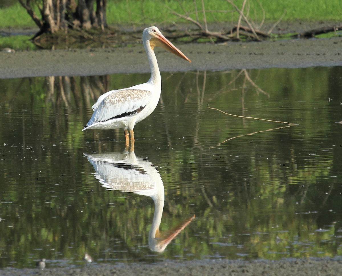 American White Pelican - ML366558061