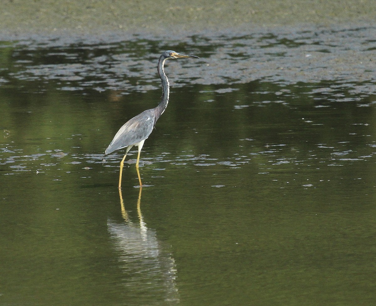 Tricolored Heron - Esme Rosen