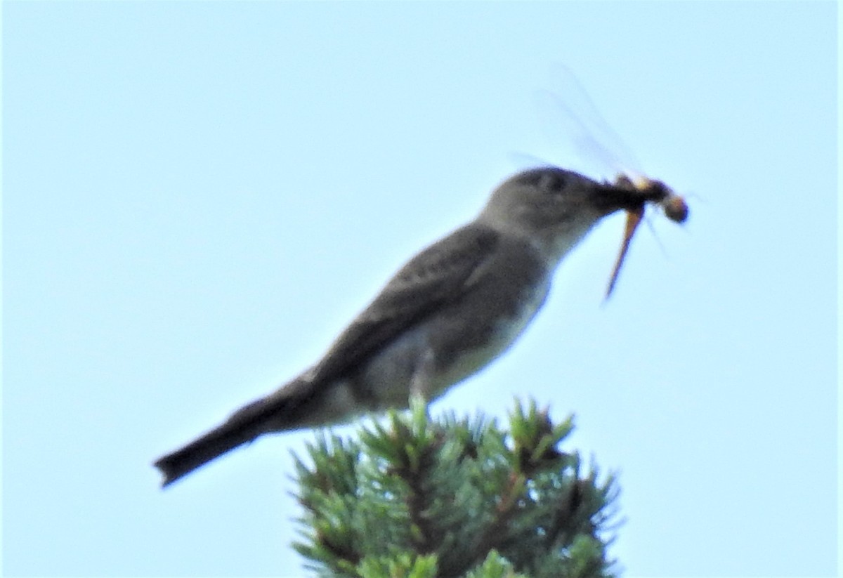 Olive-sided Flycatcher - ML366558541