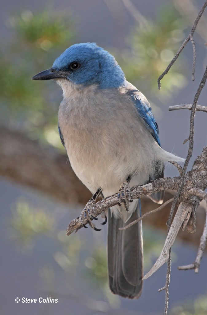 Mexican Jay - ML366559141