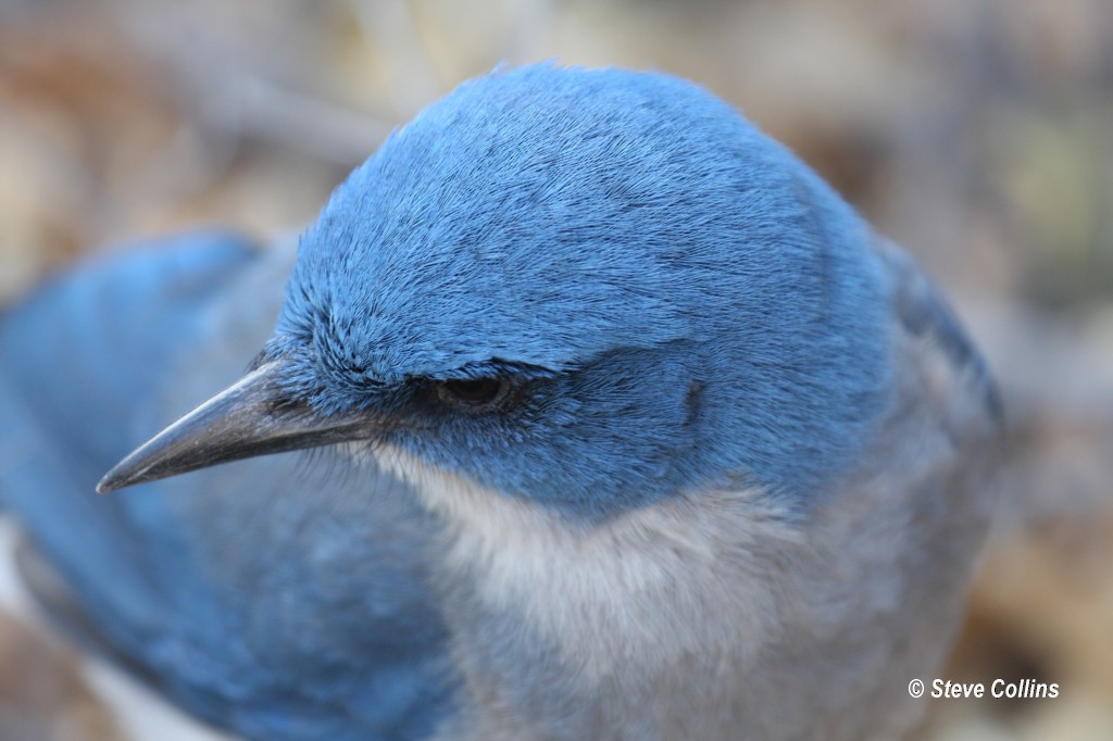 Mexican Jay - ML366559191