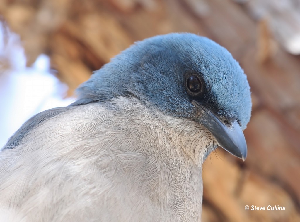Mexican Jay - ML366559201