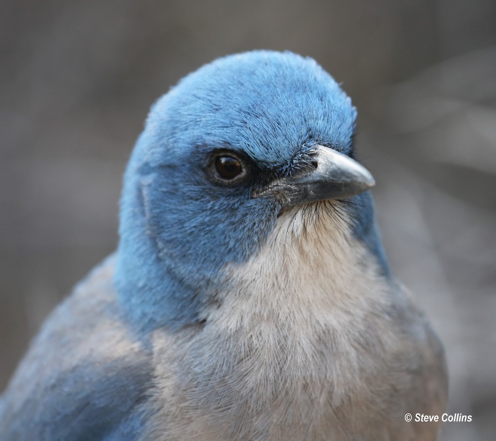 Mexican Jay - ML366559211