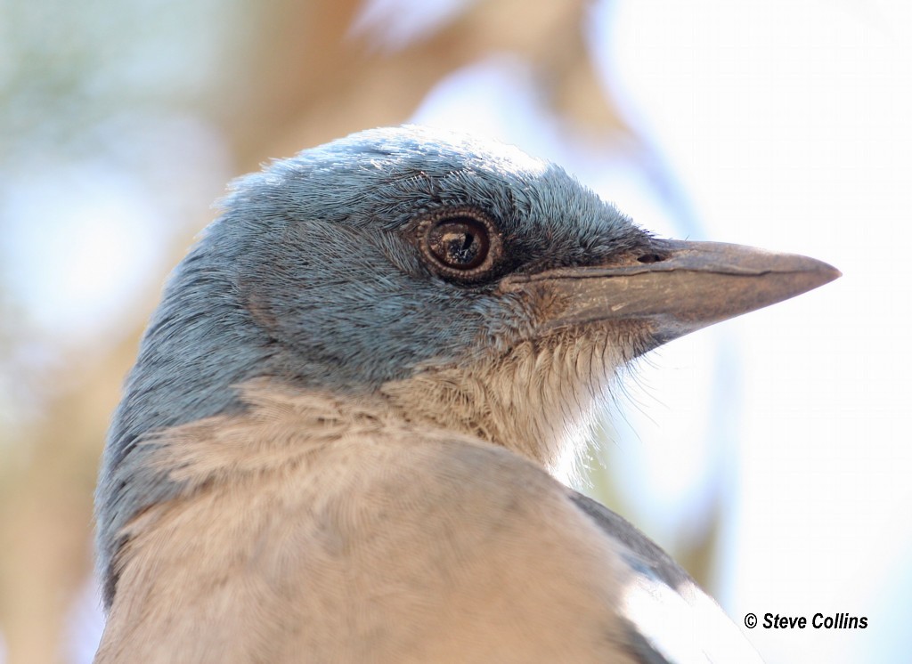 Mexican Jay - ML366559221