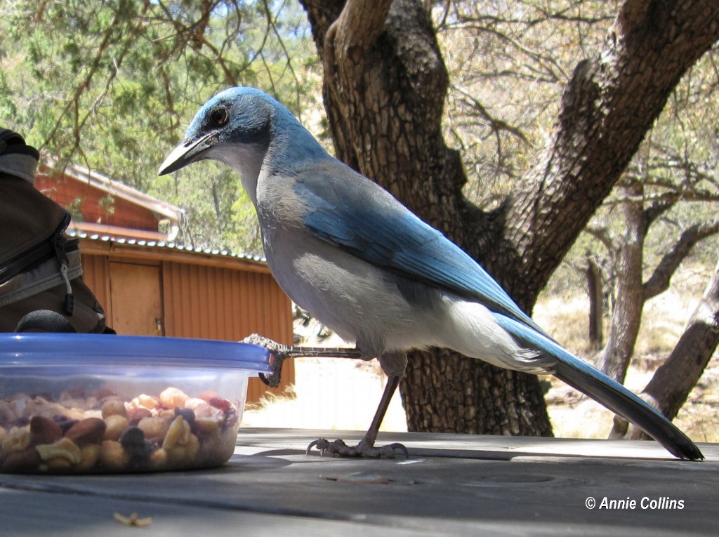 Mexican Jay - ML366559231