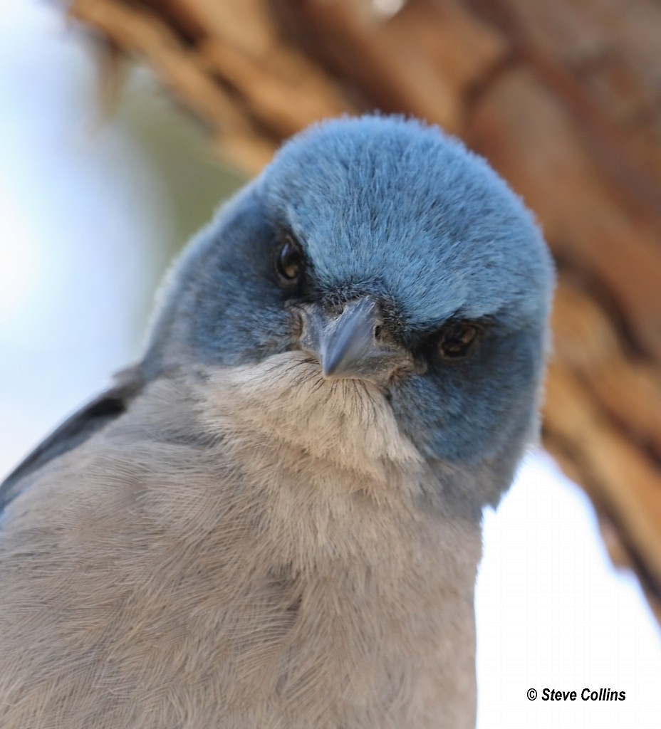 Mexican Jay - ML366559241
