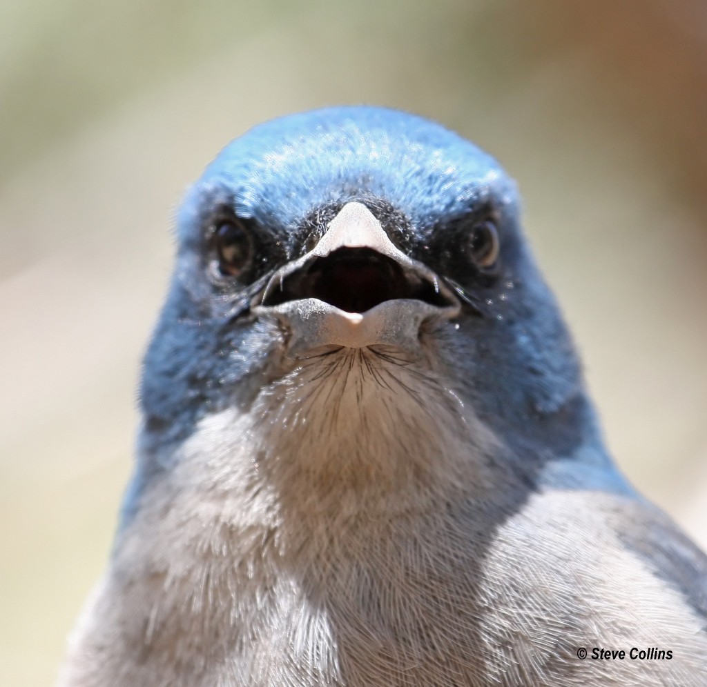 Mexican Jay - ML366559261