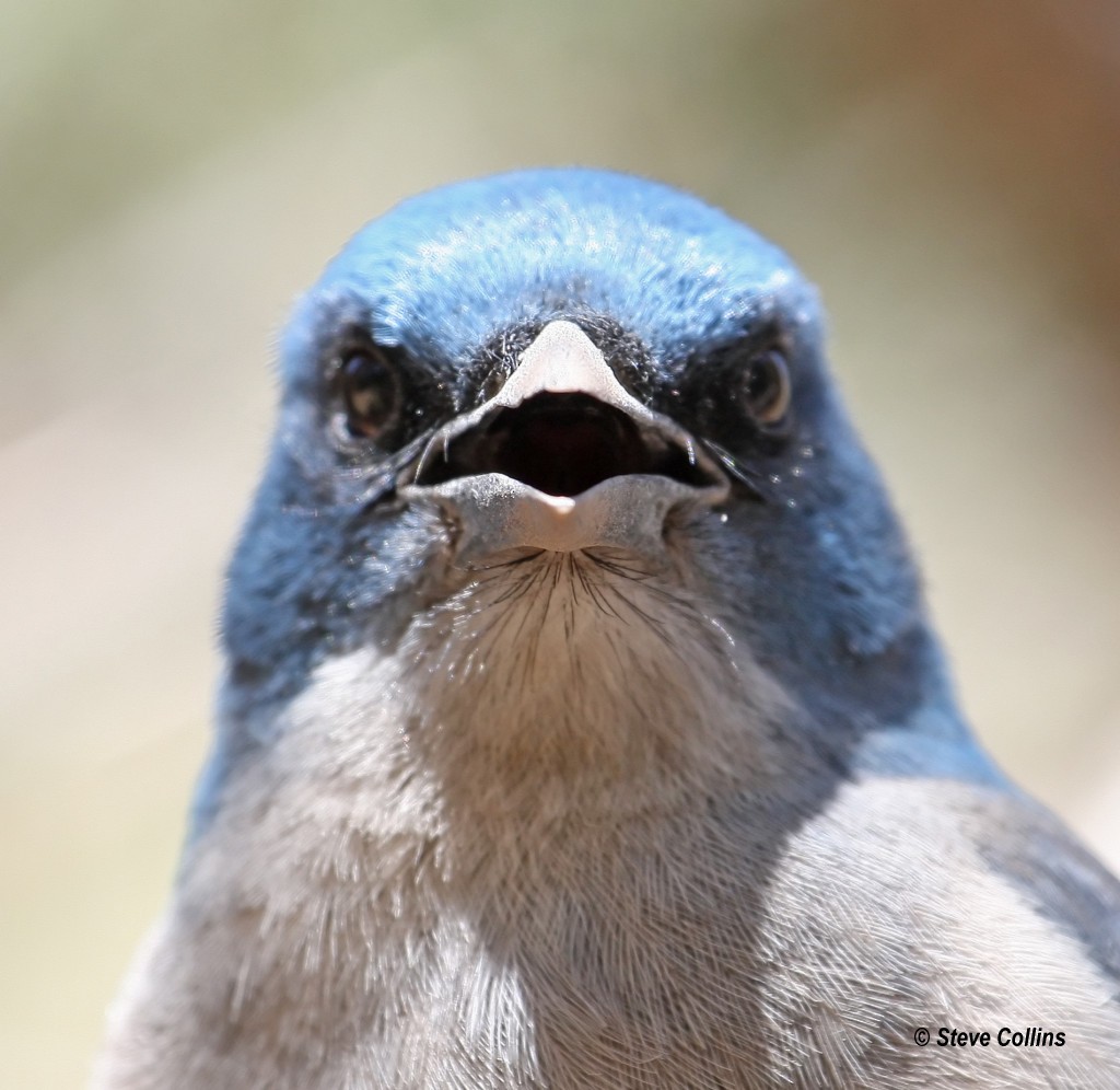 Mexican Jay - Steve Collins