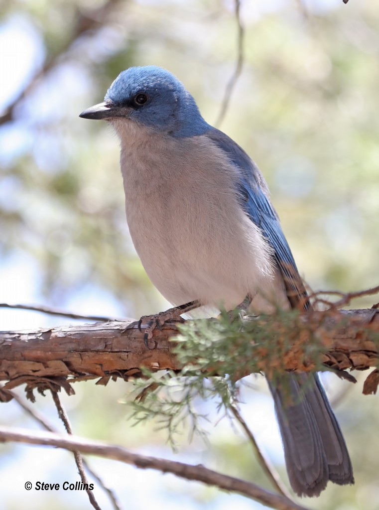 Mexican Jay - ML366559271